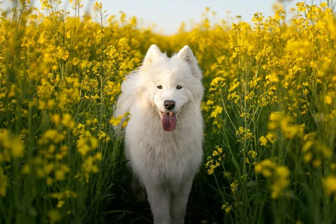 Dog with flowers